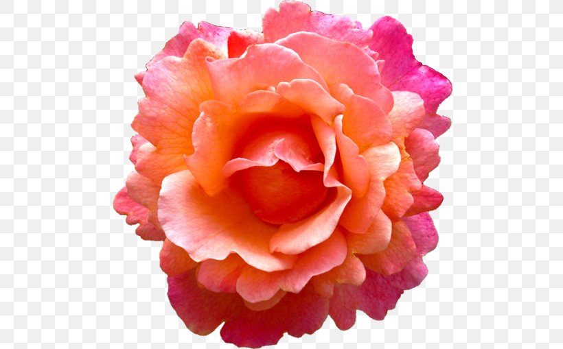 Rose Flower Pink Earring Orange, PNG, 500x509px, Rose, Begonia, Blue Rose, China Rose, Coral Download Free