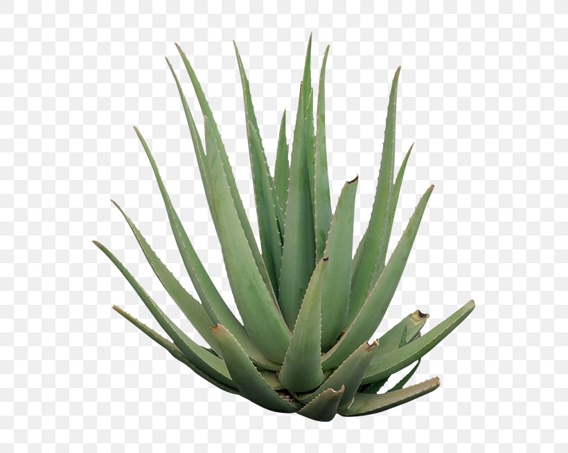 Agave Azul Agave Nectar Aloe Vera Flowerpot, PNG, 650x654px, Agave Azul, Agave, Agave Nectar, Aloe, Aloe Vera Download Free