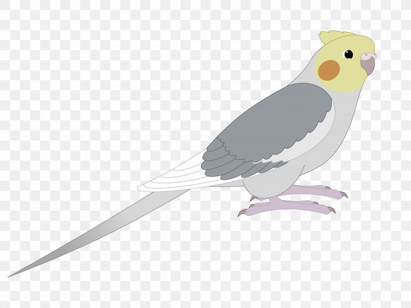 Cockatiel Bird Parakeet Beak Feather, PNG, 3980x2984px, Cockatiel, Beak, Bird, Bird Of Prey, Common Pet Parakeet Download Free
