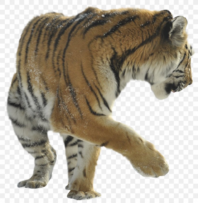 Felidae Lion Cat Cheetah Bengal Tiger, PNG, 1024x1049px, Felidae, Animal, Bengal Tiger, Big Cat, Big Cats Download Free