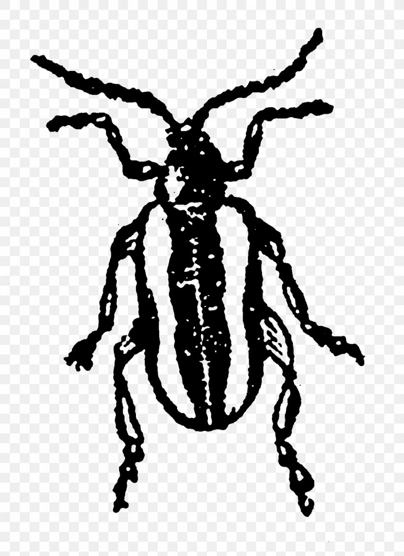 Insect Pollinator White, PNG, 1162x1600px, Insect, Art, Arthropod, Black And White, Character Download Free