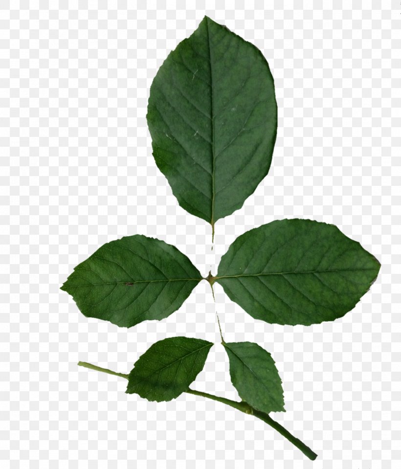Leaf Plant Stem Tree, PNG, 1364x1596px, Leaf, Plant, Plant Stem, Tree Download Free