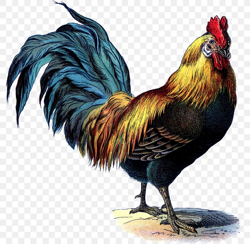 Rooster Chicken Clip Art, PNG, 779x800px, Rooster, Art, Beak, Bird, Chicken Download Free