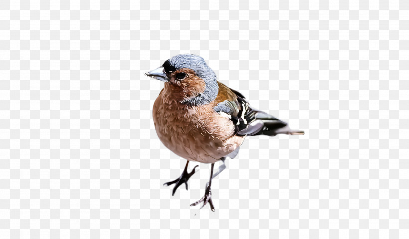 Bird Beak Finch Songbird Perching Bird, PNG, 2612x1532px, Bird, Beak, Bluebird, European Robin, Finch Download Free