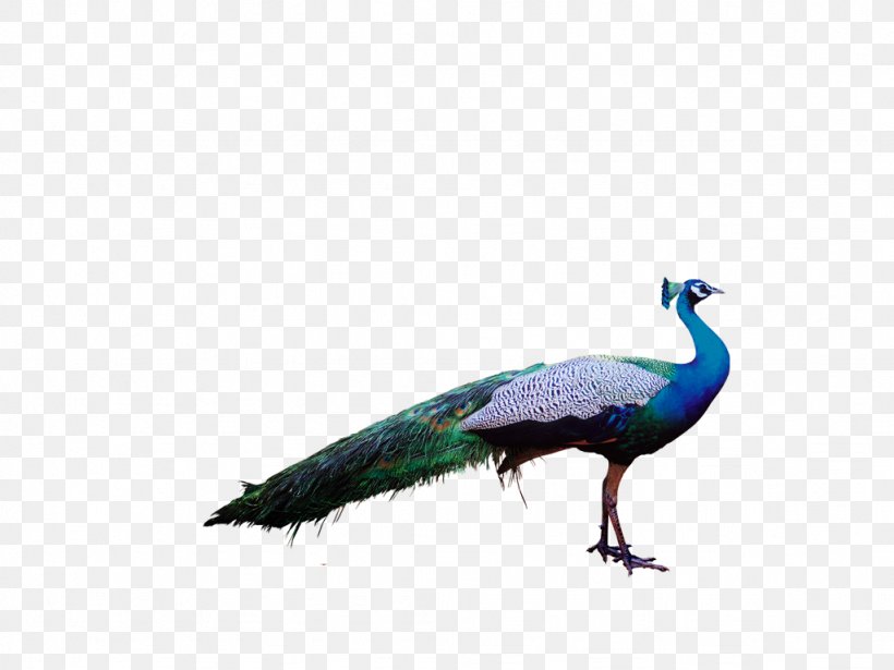 Bird Peafowl Feather Parrot Clip Art, PNG, 1024x768px, Bird, Asiatic Peafowl, Beak, Crane Like Bird, Fauna Download Free