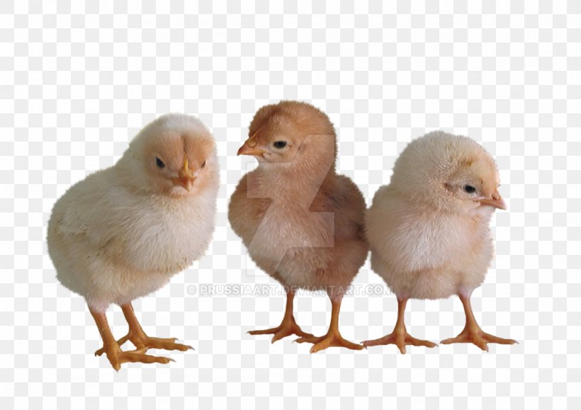 Chicken Livestock Bird, PNG, 1024x724px, Chicken, Beak, Bird, Blog, Galliformes Download Free