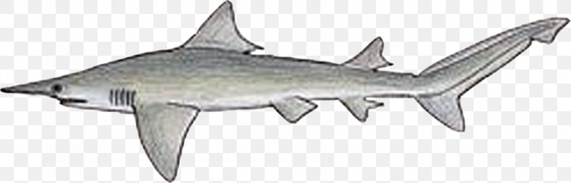 Daggernose Shark Sharks Of The World Sarcoprion Carcharhinus Galeomorphii, PNG, 900x289px, Carcharhinus, Animal Figure, Blue Shark, Cartilaginous Fish, Cartilaginous Fishes Download Free