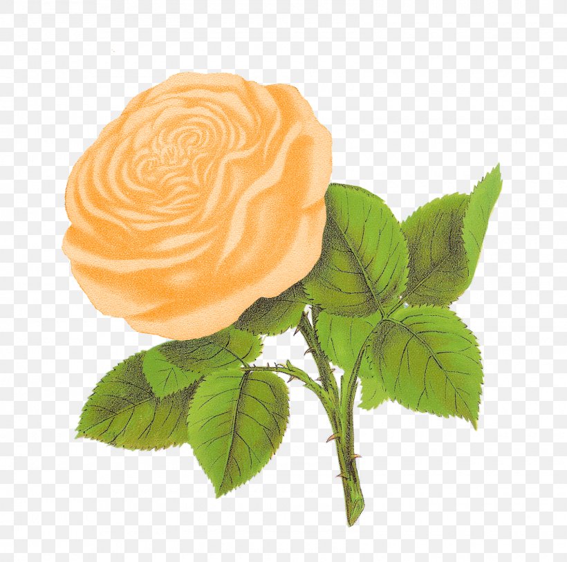 Rose Flower Clip Art, PNG, 1600x1588px, Rose, Art, Cut Flowers, Flower, Flower Bouquet Download Free
