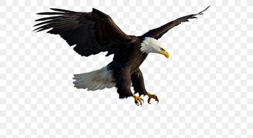 Bald Eagle Bird Of Prey Golden Eagle, PNG, 800x450px, Bald Eagle, Accipitridae, Accipitriformes, Beak, Bird Download Free