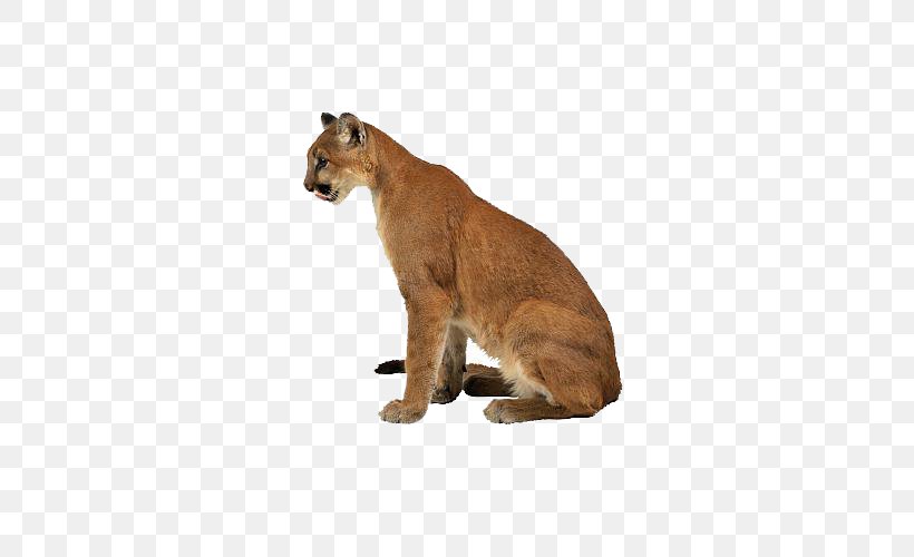 Cougar Felidae Eurasian Lynx Tiger Lion, PNG, 500x500px, Cougar, Animal, Bear, Big Cats, Carnivoran Download Free