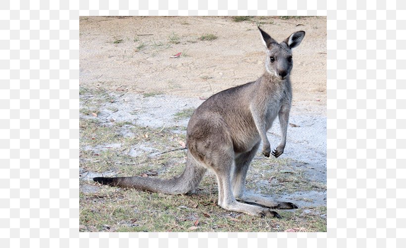Kangaroo Wallaby Reserve Cheetah Australidelphia Mammal, PNG, 500x500px, Kangaroo, Animal, Cheetah, Eastern Grey Kangaroo, Fauna Download Free