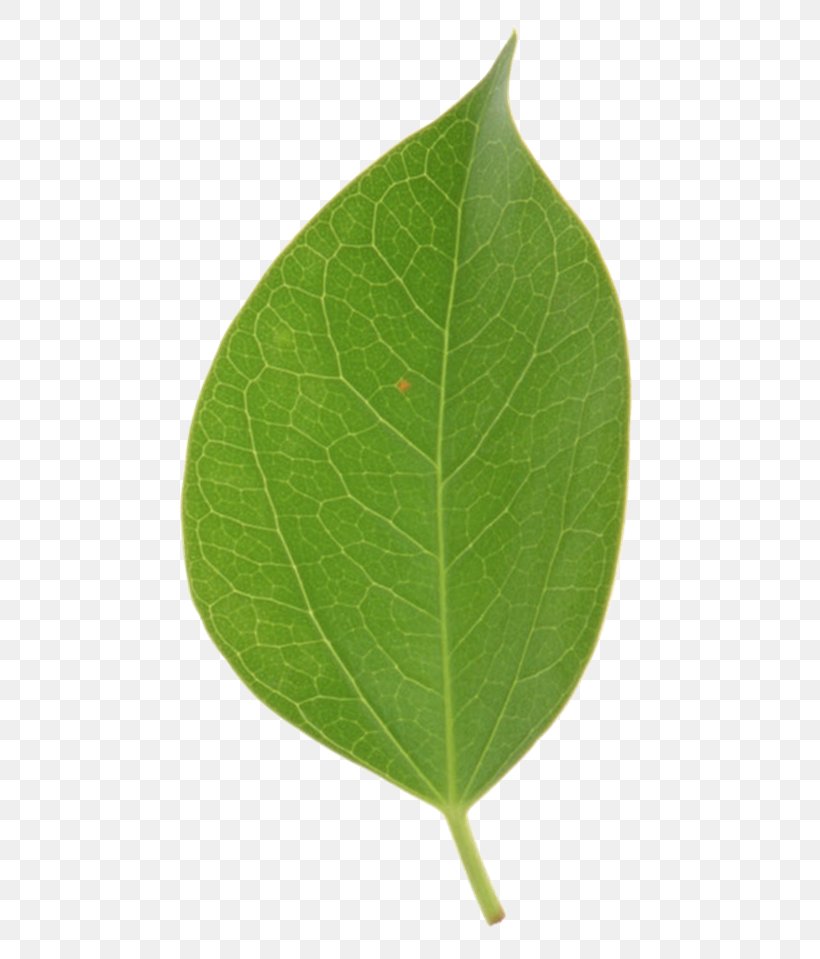 Leaf Tilia Cordata Tilia Platyphyllos Tree Basswood, PNG, 500x959px, Watercolor, Cartoon, Flower, Frame, Heart Download Free