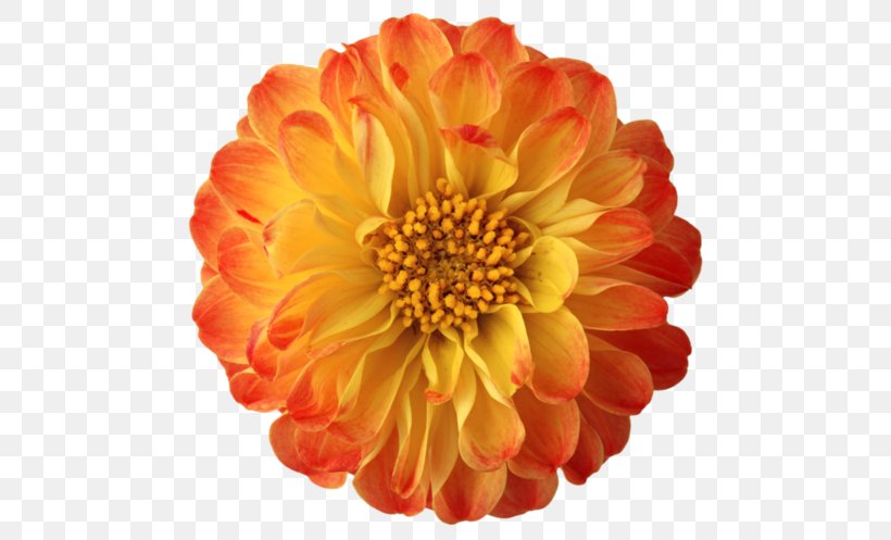 Clip Art Flower Image Download, PNG, 700x497px, Flower, Bmp File Format, Chrysanths, Cut Flowers, Dahlia Download Free