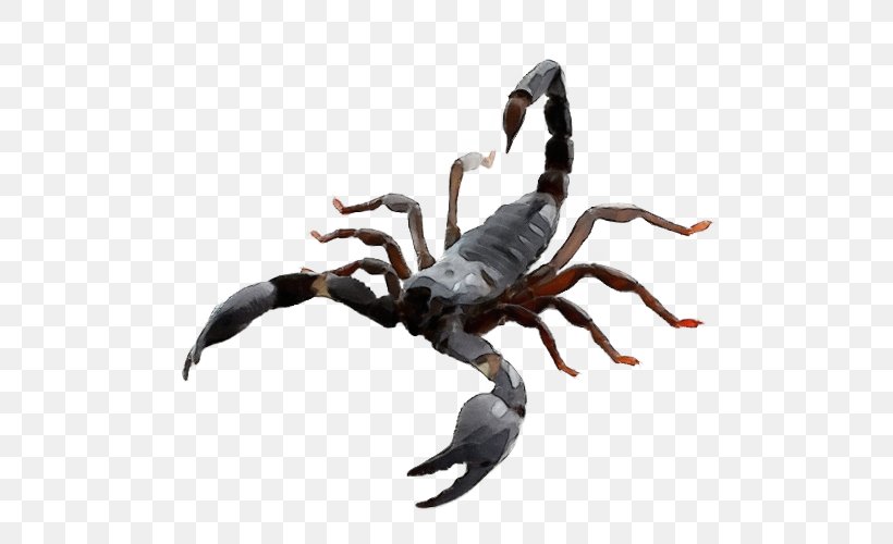 Crab Scorpion Spider Arachnid Decapoda, PNG, 500x500px, Watercolor, Animal Figure, Arachnid, Claw, Crab Download Free