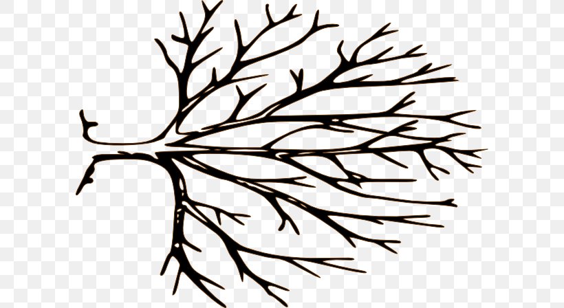 Branch Tree Royalty-free Clip Art, PNG, 600x448px, Branch, Black And White, Deciduous, Drawing, Dreamcatcher Download Free