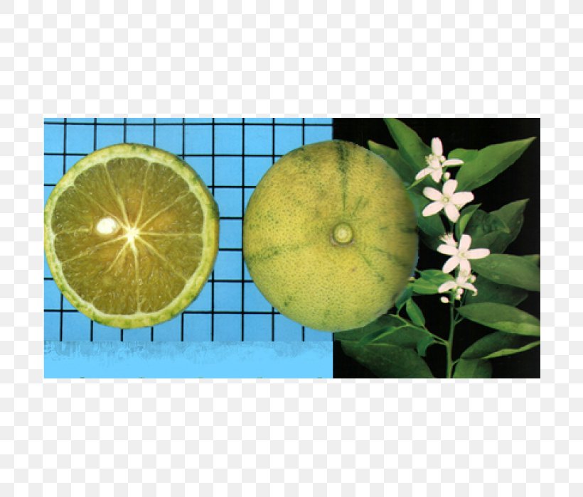 Citrus, PNG, 700x700px, Citrus, Fruit, Plant Download Free