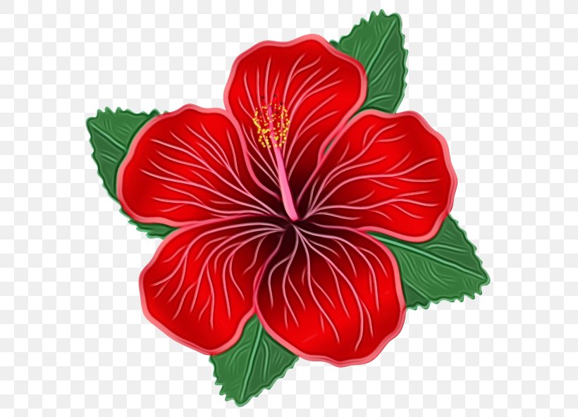 Clip Art Flower Image Vector Graphics, PNG, 600x592px, Flower, Botany, China Rose, Chinese Hibiscus, Drawing Download Free