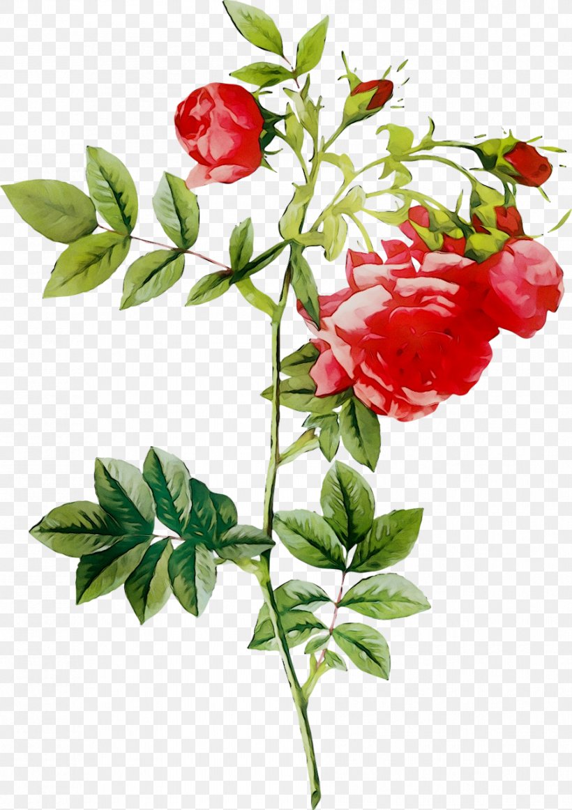 Redoute Roses Painting Flower Illustration, PNG, 903x1280px, Redoute Roses, Art, Botanical Illustration, Botany, Branch Download Free