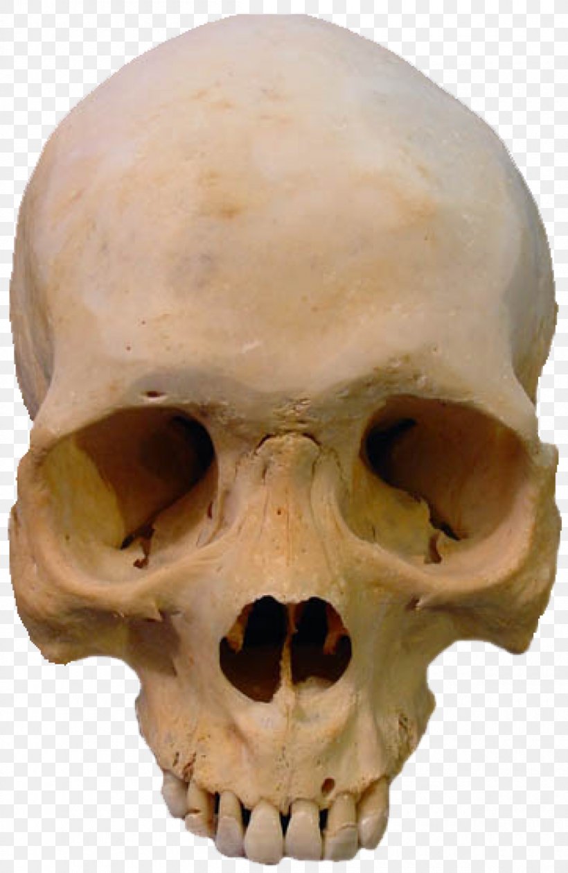 Skull Skeleton Clip Art, PNG, 1200x1843px, Skull, Bone, Display Resolution, Head, Human Anatomy Download Free