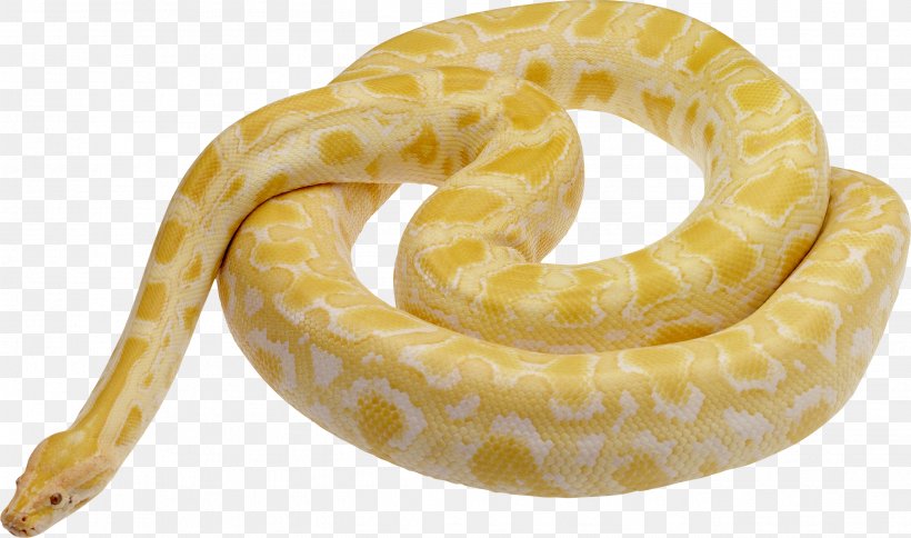 Snake Ball Python Reticulated Python Leiopython, PNG, 2628x1554px, Snake, Ball Python, Boa Constrictor, Boas, Burmese Python Download Free