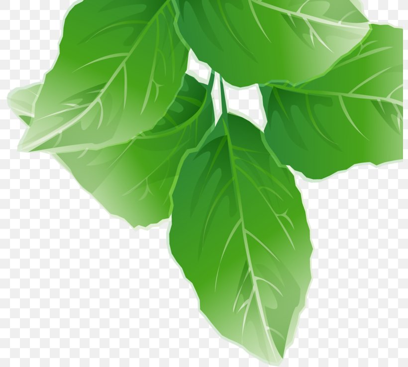 Spring Greens Collard Greens Leaf Vegetable Herb, PNG, 800x738px, Spring Greens, Collard Greens, Herb, Leaf, Leaf Vegetable Download Free