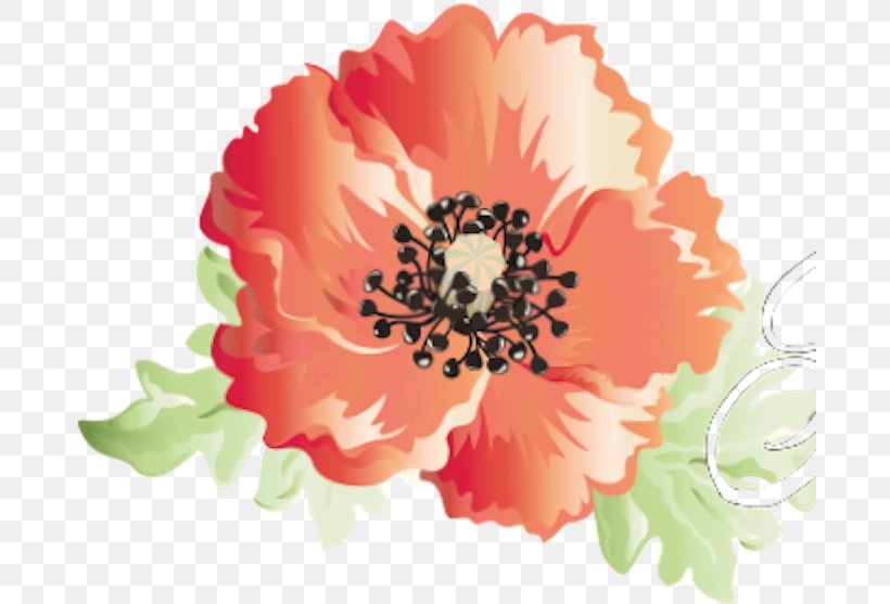 Watercolor Pink Flowers, PNG, 684x557px, Poppy, Anemone, Cut Flowers, Floral Design, Flower Download Free
