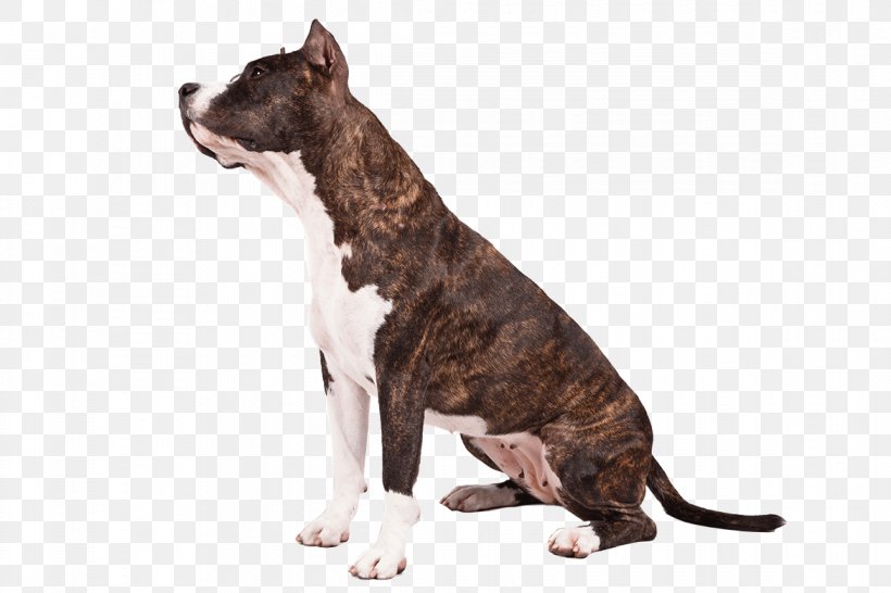 American Staffordshire Terrier American Pit Bull Terrier Staffordshire Bull Terrier Dalmatian Dog, PNG, 1170x780px, American Staffordshire Terrier, American Bully, American Pit Bull Terrier, Animal, Breed Download Free