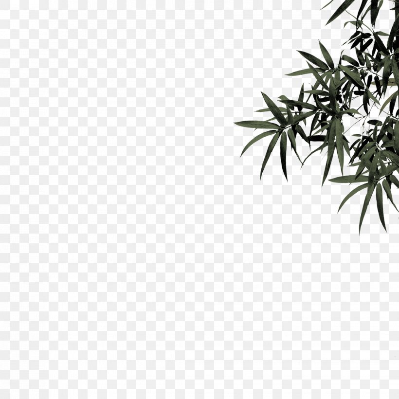 Bamboo Bamboe Leaf Plant, PNG, 2268x2268px, Bamboo, Bamboe, Bambusa Vulgaris, Black And White, Branch Download Free