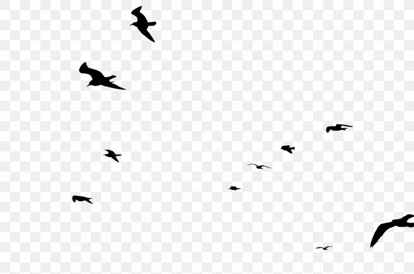 Bird Migration Point Line Font, PNG, 1600x1060px, Bird Migration, Animal Migration, Beak, Bird, Black M Download Free