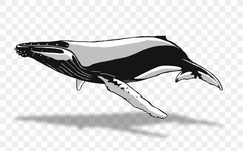Dolphin Drawing Whale Watching Humpback Whale, PNG, 2880x1800px, Dolphin, Animal, Automotive Design, Beluga Whale, Black And White Download Free