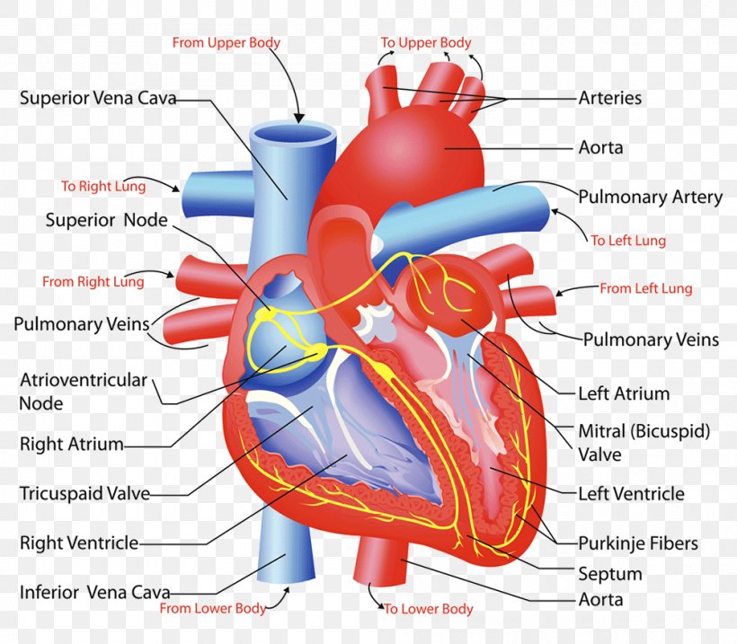 Heart Valve Circulatory System Anatomy Human Body, PNG, 1000x875px, Watercolor, Cartoon, Flower, Frame, Heart Download Free
