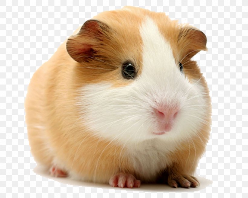 Rodent Cuy Dog Himalayan Guinea Pig Hamster, PNG, 1000x800px, Rodent, Agouti, Cuy, Diet, Dog Download Free