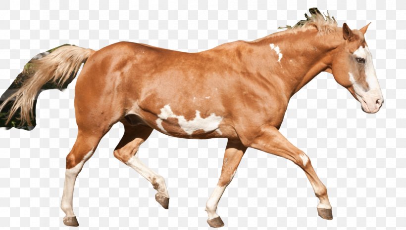 American Paint Horse Mustang Stallion Foal Mare, PNG, 1186x674px, American Paint Horse, Animal Figure, Art, Bit, Bridle Download Free