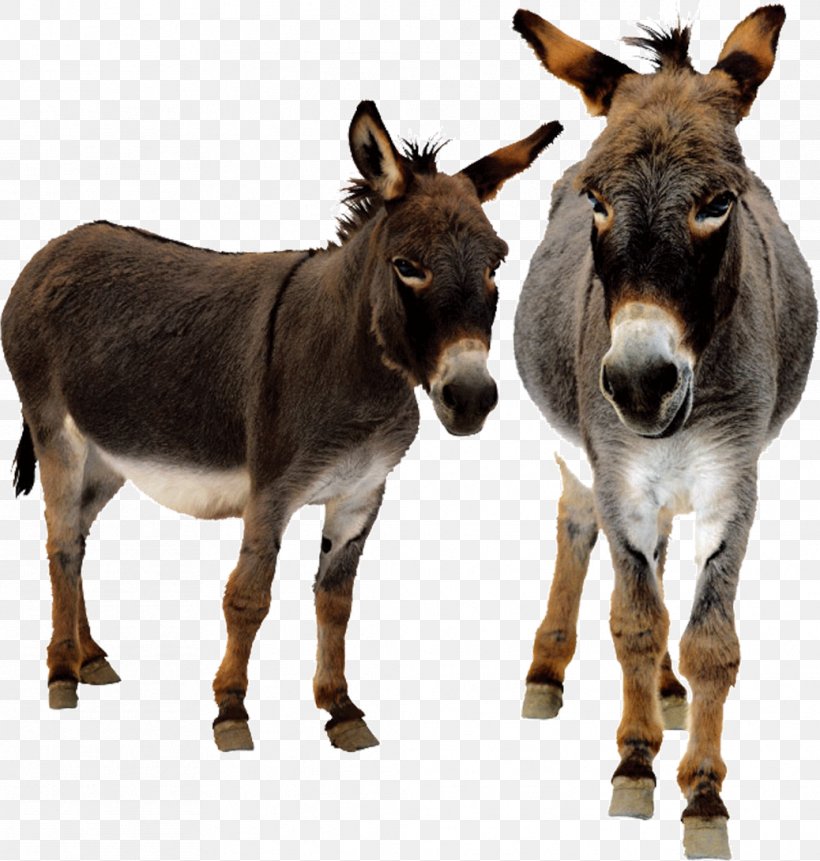 Donkey Animated Film, PNG, 1038x1091px, Donkey, Animated Film, Donkey Milk, Fauna, Giphy Download Free