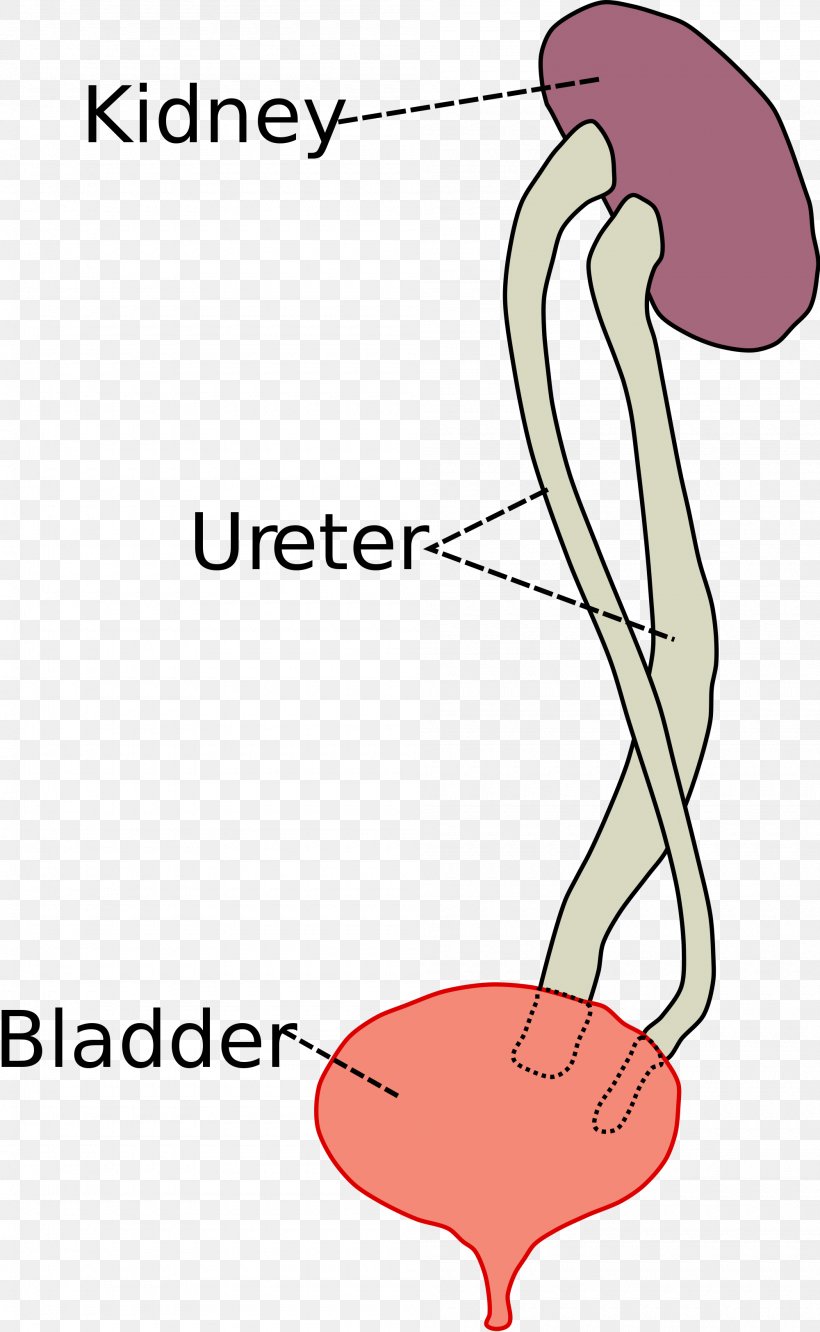 Duplicated Ureter Kidney Urinary Bladder Urethra, PNG, 2000x3251px, Watercolor, Cartoon, Flower, Frame, Heart Download Free