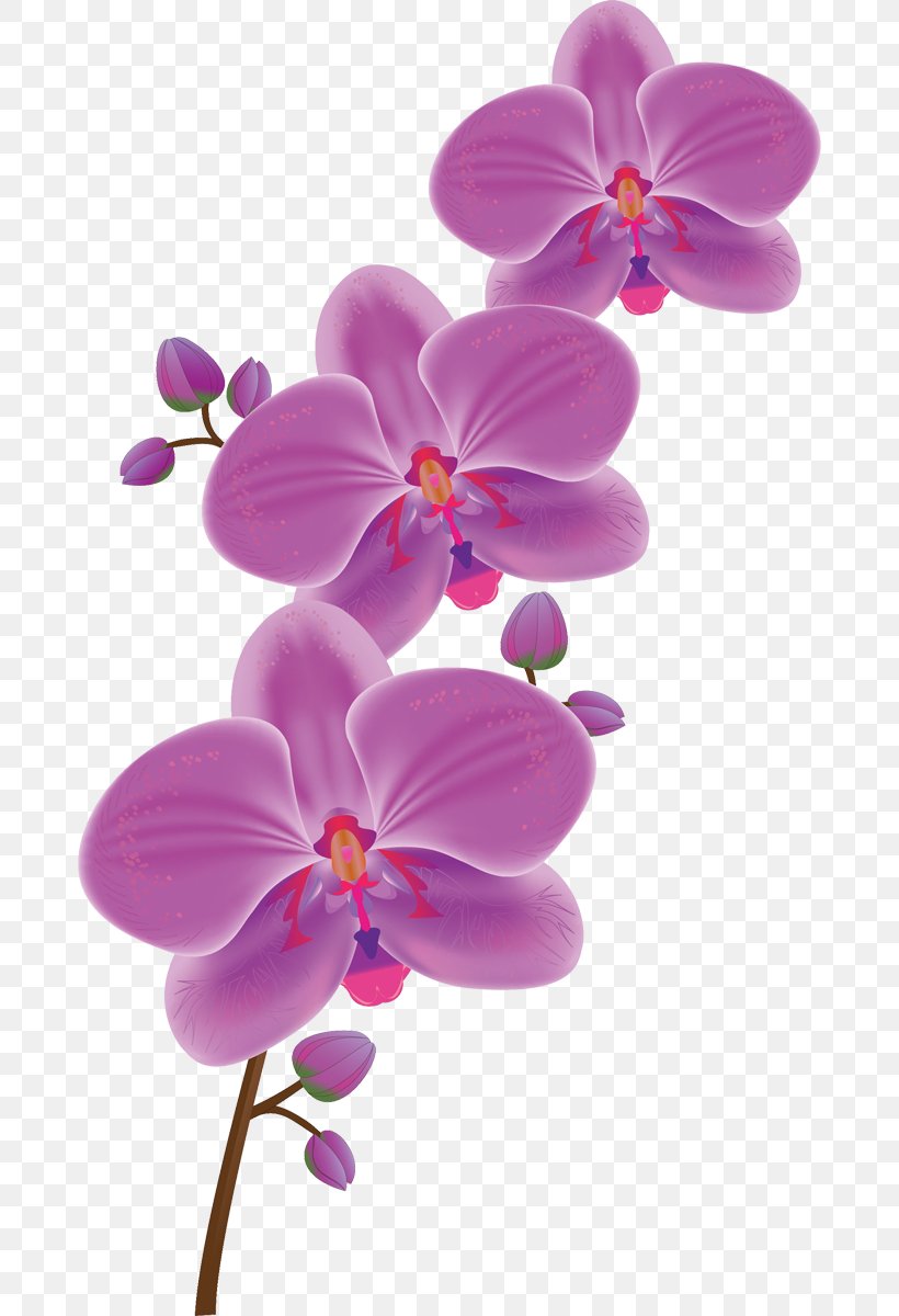 Flower Moth Orchids Tulip Clip Art, PNG, 678x1200px, Flower, Blossom, Cattleya Orchids, Cut Flowers, Dendrobium Download Free