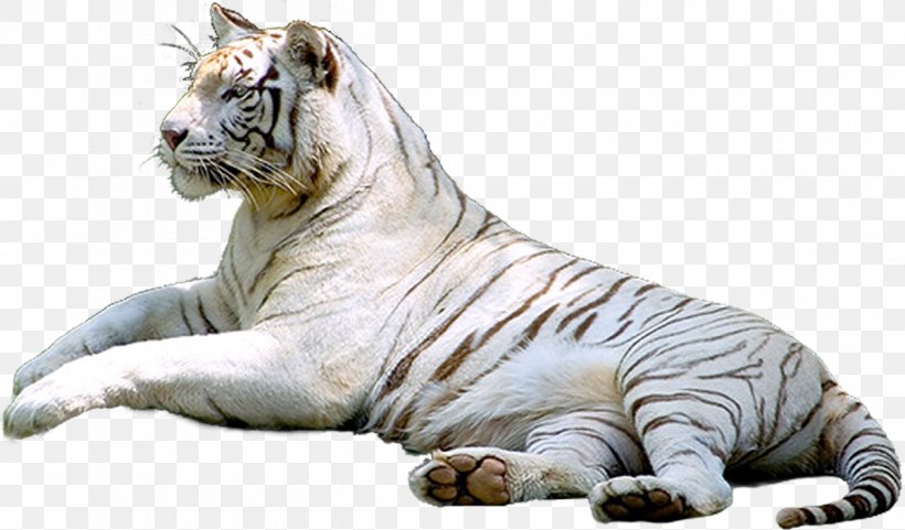 White Tiger Leopard Siberian Tiger, PNG, 1200x705px, White Tiger, Animal, Big Cats, Carnivoran, Cat Like Mammal Download Free