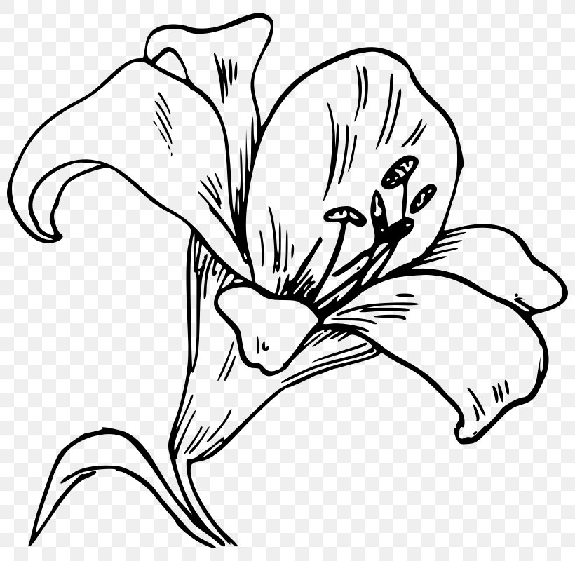 Easter Lily Lilium 'Stargazer' Tiger Lily Clip Art, PNG, 800x800px, Easter Lily, Amaryllis Belladonna, Artwork, Arumlily, Beak Download Free