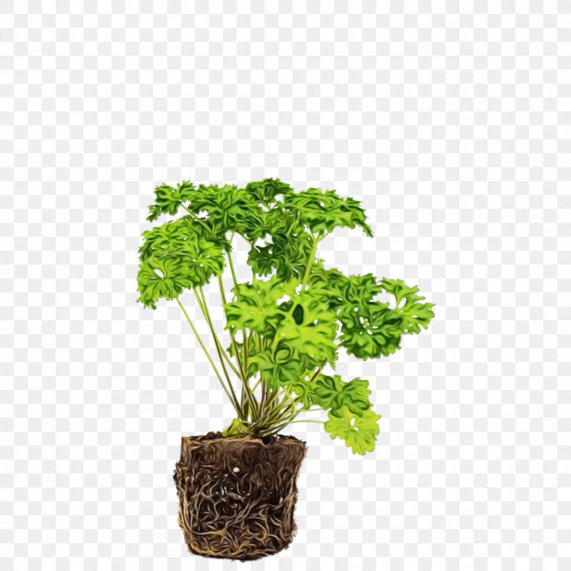 Family Tree Background, PNG, 1200x1200px, Parsley, Flower, Flowerpot, Geranium, Grass Download Free