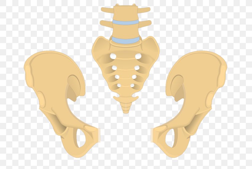 Hip Bone Coccyx Sacrum Anatomy, PNG, 745x550px, Watercolor, Cartoon, Flower, Frame, Heart Download Free