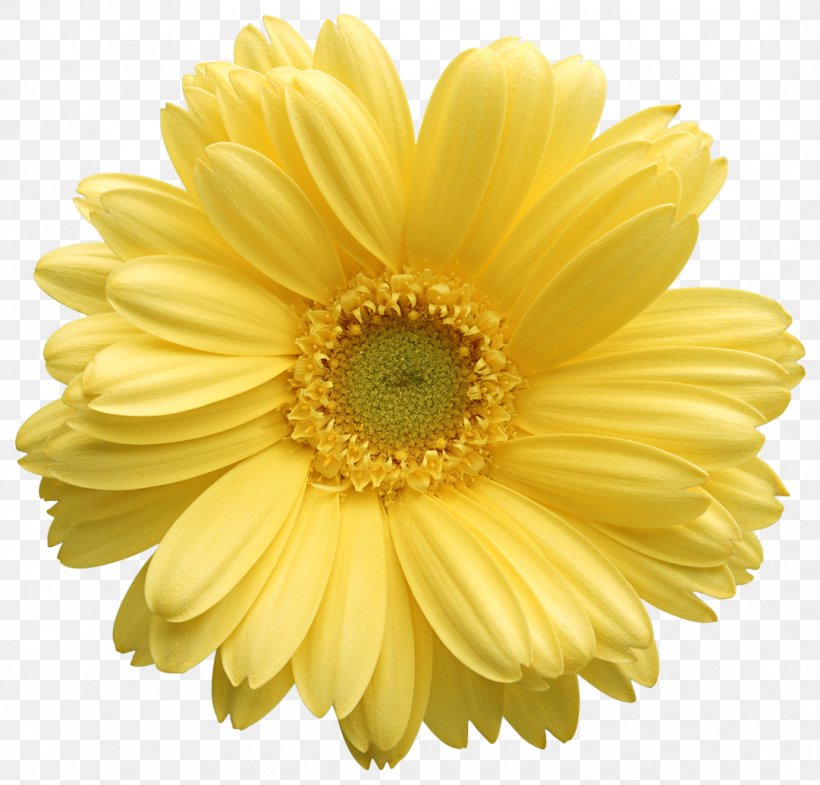 Transvaal Daisy Daisy Family Clip Art Flower Yellow, PNG, 1081x1036px, Transvaal Daisy, Blackeyed Susan, Chrysanthemum, Chrysanths, Common Daisy Download Free