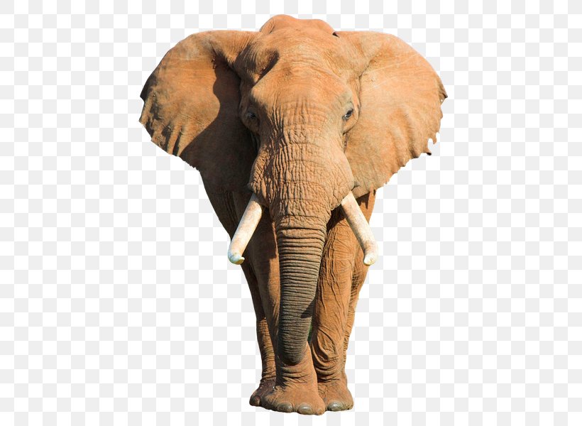 African Bush Elephant Indian Elephant Etosha National Park Stock Photography, PNG, 480x600px, African Bush Elephant, African Elephant, Animal, Asian Elephant, Can Stock Photo Download Free