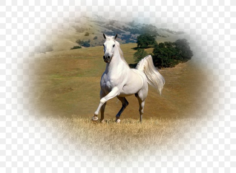 American Paint Horse Arabian Horse Friesian Horse Mustang Stallion, PNG, 800x600px, American Paint Horse, Arabian Horse, Bay, Black, Colt Download Free