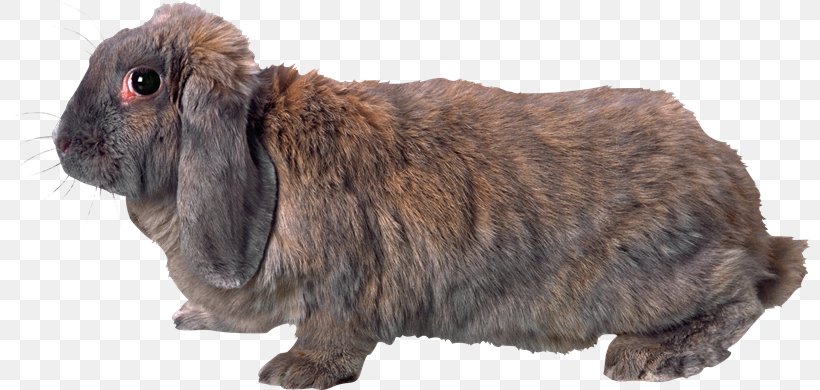 Domestic Rabbit Hare European Rabbit Clip Art, PNG, 800x390px, Domestic Rabbit, European Rabbit, Fur, Gimp, Hare Download Free