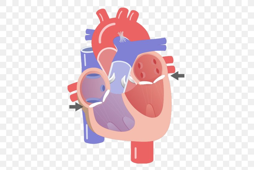 Heart Valve Electrical Conduction System Of The Heart Anatomy Circulatory System, PNG, 666x550px, Watercolor, Cartoon, Flower, Frame, Heart Download Free