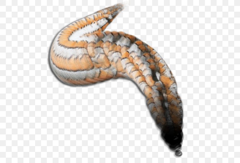 Kingsnakes Western Hognose Snake Reptile, PNG, 516x558px, Snakes, Animal, Bitis Arietans, Hognose Snake, Kingsnakes Download Free