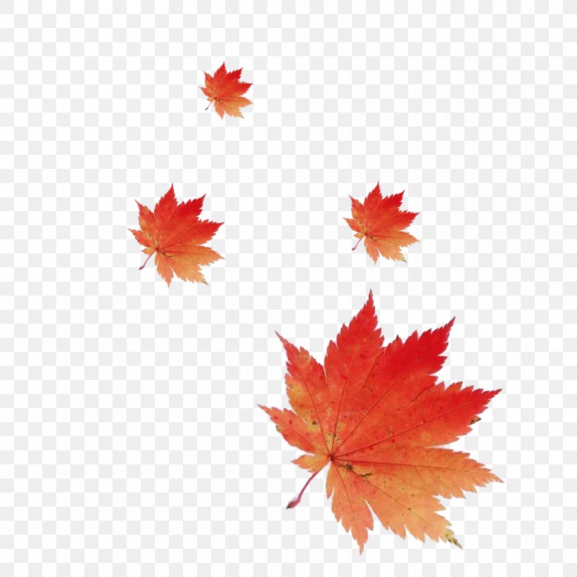 Maple Leaf Red Maple Acer Shirasawanum, PNG, 1000x1000px, Maple Leaf, Acer Japonicum, Acer Shirasawanum, Autumn, Autumn Leaf Color Download Free
