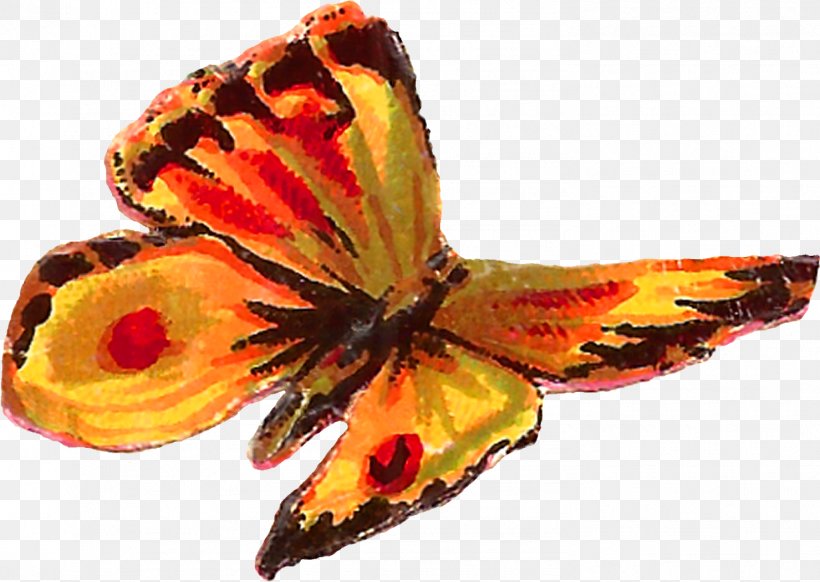 Drawing Of Family, PNG, 1479x1051px, Butterfly, Common Milkweed, Drawing, Flower, Insect Download Free