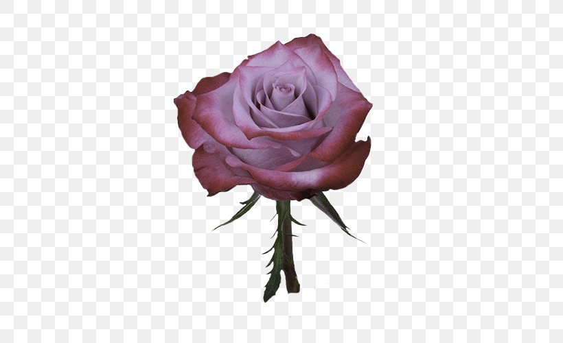 Garden Roses Cabbage Rose Floribunda Pink Flower, PNG, 500x500px, Garden Roses, Bloemisterij, Blomsterbutikk, Cabbage Rose, Cut Flowers Download Free
