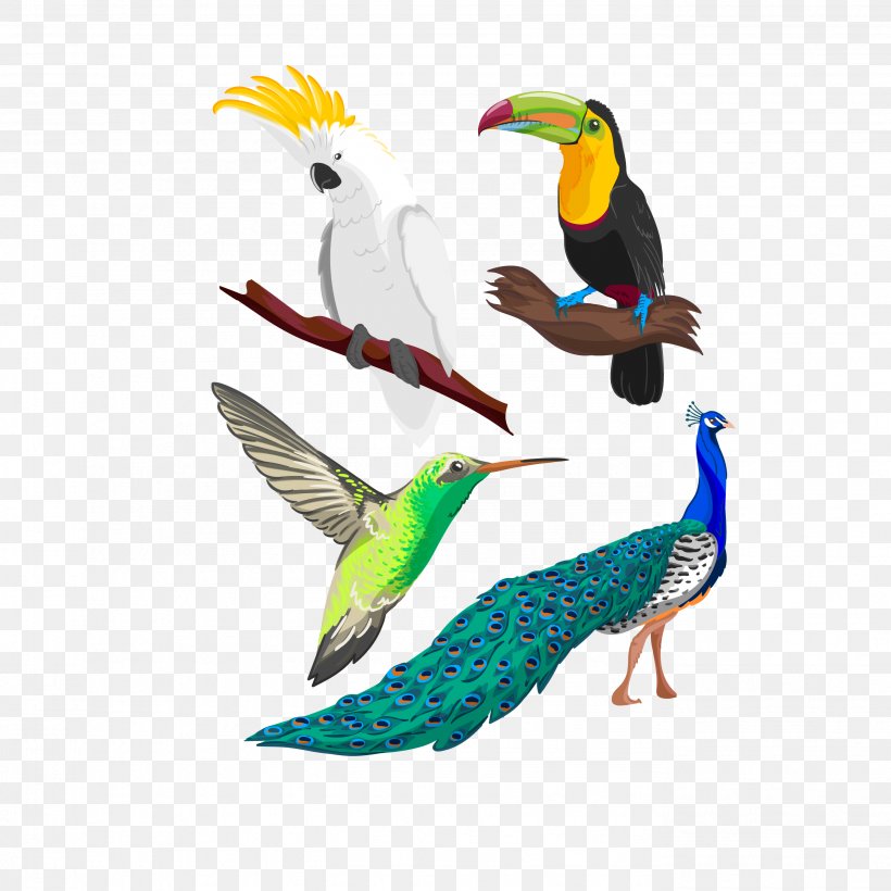 Hummingbird Parrot Drawing, PNG, 2756x2756px, Bird, Art, Beak, Coraciiformes, Drawing Download Free